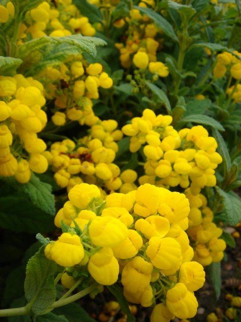 Calceolaria integrifolia